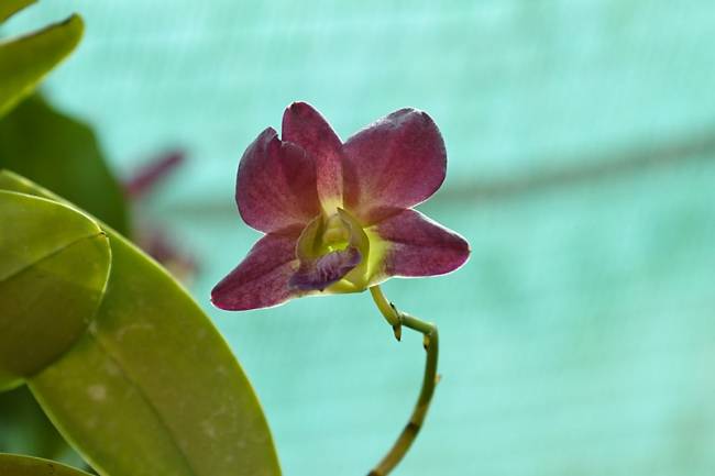 Fleurs OCT12-016